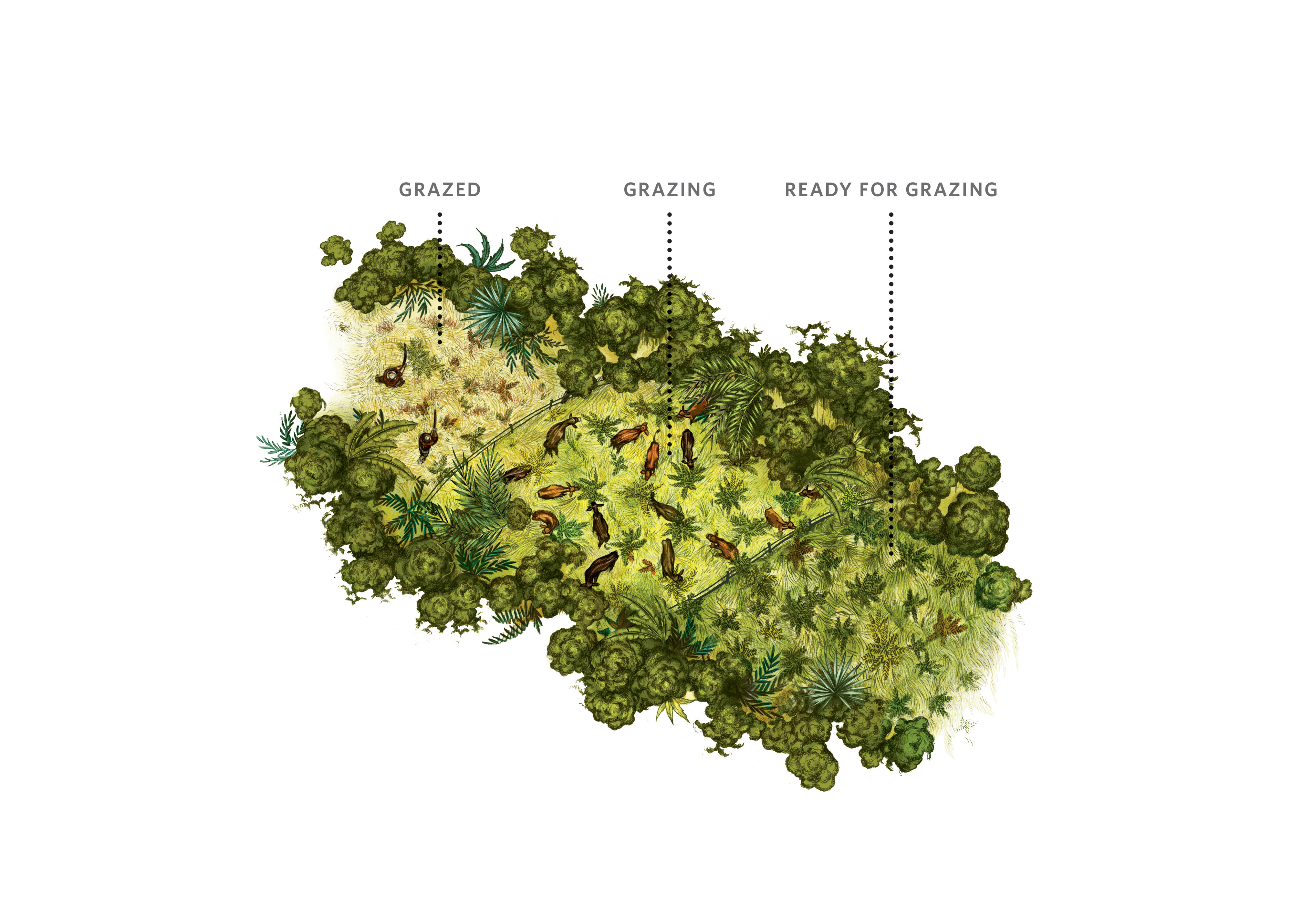 A color illustration shows how cattle are moved from field to field to prevent overgrazing.